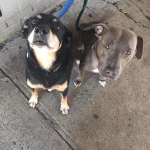 Meet your Posher, Abigail